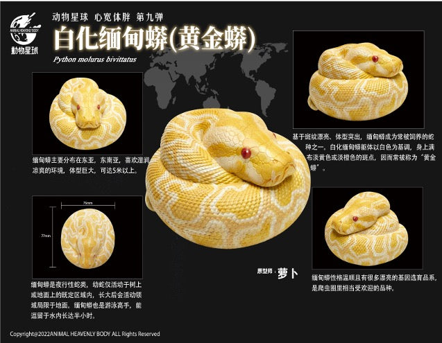 Albino Burmese Python Figure