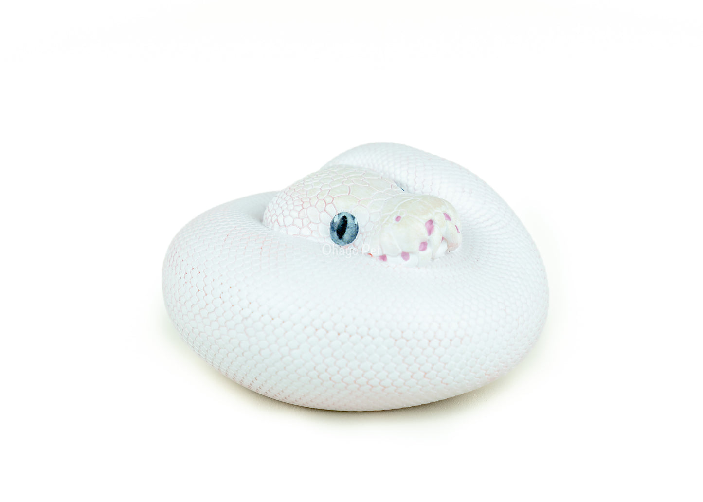 Ball Python Lucy Figure