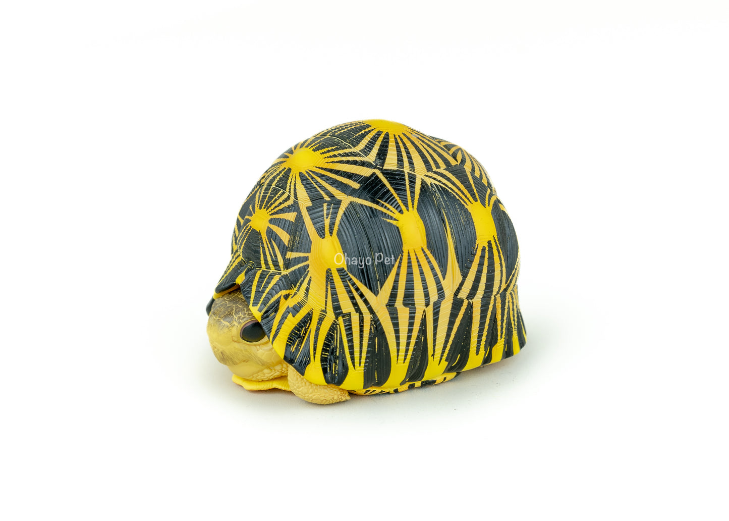 Radiated Tortoise Figure