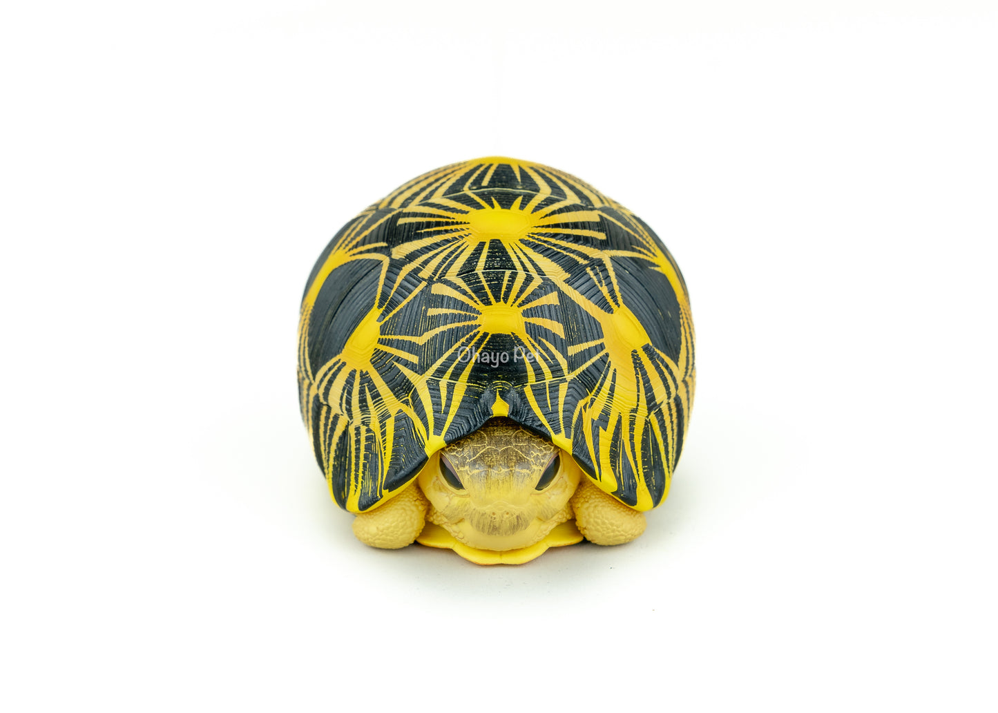 Radiated Tortoise Figure