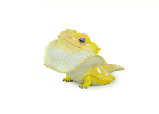 Bearded dragon Yellow Figure