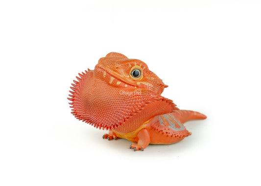 Bearded dragon Red Figure